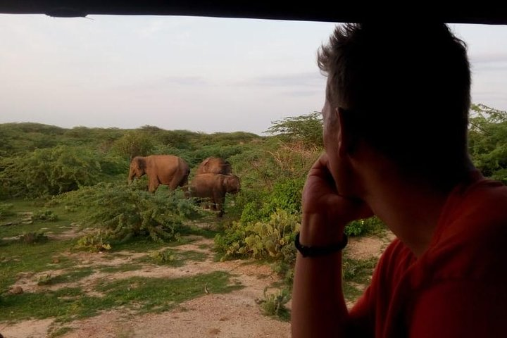 Evening Private Safari at Bundala Park by La Safari Inn Tours  - Photo 1 of 6